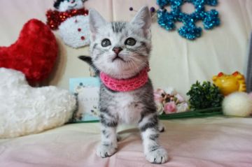 アメリカンショートヘア【大阪府・女の子・2018年12月14日・シルバータビー】の写真「とっても甘えん坊。遊ぶの大好き。」