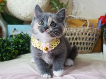 ブリティッシュショートヘア【大阪府・女の子・2019年5月23日・ダイリュートキャリコ】の写真「とっても甘えん坊。顔の柄が個性的。」