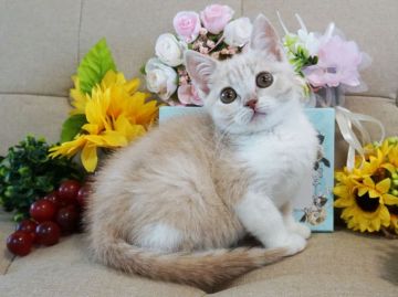 ブリティッシュショートヘア【大阪府・女の子・2018年4月2日・クリーム&ホワイト】の写真「とっても甘えん坊。目がくりくりまんまる。」