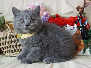 ブリティッシュショートヘア【大阪府・男の子・2019年4月25日・ブルー】の写真「大きくなるとまん丸になります。遊ぶの大好き」