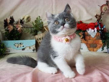 ブリティッシュショートヘア【大阪府・女の子・2019年4月25日・ダイリュートキャリコ】の写真「大きくなるとまん丸になります。遊ぶの大好き」