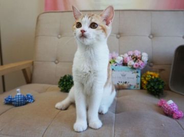 スコティッシュフォールド(立ち耳)【大阪府・女の子・2018年2月15日・レッドタビー&ホワイト】の写真「目がまんまるくりくり、とても人懐っこいです。」