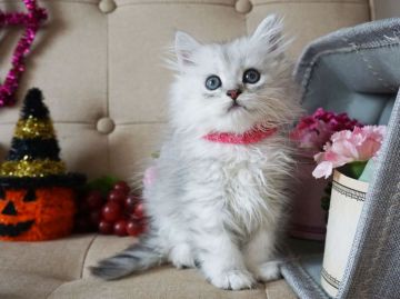 ペルシャ(チンチラ)【大阪府・女の子・2018年8月8日・チンチラシルバー】の写真「とっても人懐っこい子です。遊ぶの大好き！」