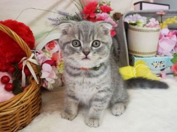 スコティッシュフォールド(折れ耳)【大阪府・男の子・2020年2月7日・ブルーマッカレルタビー】の写真「とっても甘えん坊。遊ぶの大好き」