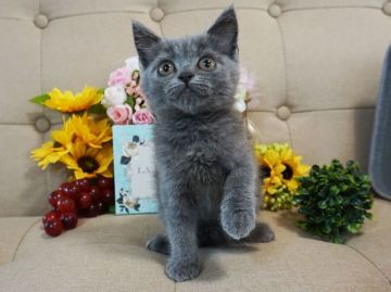スコティッシュフォールド(立ち耳)【大阪府・男の子・2018年4月1日・ブルー】の写真「とっても穏やかで甘えん坊で遊び好き。」