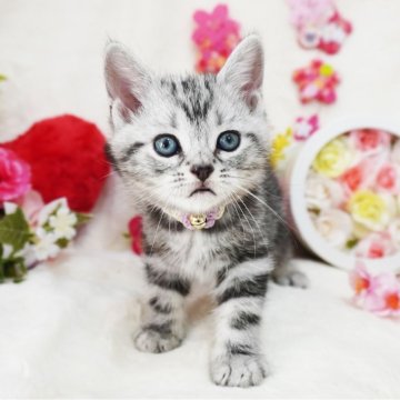 アメリカンショートヘア【大阪府・男の子・2024年2月16日・シルバータビー】の写真「とっても甘えん坊♡遊ぶの大好き♪」