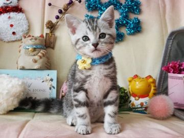 アメリカンショートヘア【大阪府・男の子・2018年12月14日・シルバータビー】の写真「とっても甘えん坊。遊ぶの大好き。」