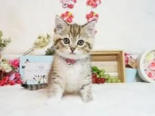 ミヌエット【大阪府・女の子・2021年2月22日・ブラウンパッチドタビー&ホワイト】の写真1「4/17撮影」