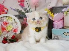 スコティッシュフォールド(折れ耳)【大阪府・男の子・2020年1月26日・カメオタビー&ホワイト】の写真1「3/16撮影」