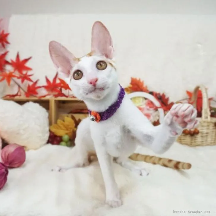 ID:2206-02883の子猫