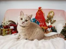 ブリティッシュショートヘア【大阪府・男の子・2019年7月26日・クリーム】の写真2