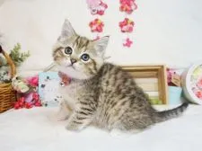 ミヌエット【大阪府・女の子・2021年2月22日・ブラウンパッチドタビー&ホワイト】の写真2