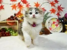 スコティッシュフォールド(折れ耳)【大阪府・女の子・2020年7月29日・シルバーパッチドタビー&ホワイト】の写真2