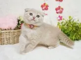 スコティッシュフォールド(折れ耳)【大阪府・女の子・2023年1月21日・】の写真3「3/21撮影」