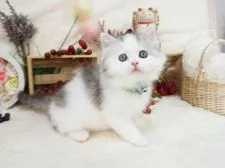 ミヌエット【大阪府・男の子・2021年11月19日・シルバータビー&ホワイト】の写真3「1/9撮影」