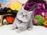 マンチカン(長足)【大阪府・男の子・2024年9月2日・ブルーマッカレルタビー】の写真3