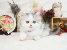 ミヌエット【大阪府・男の子・2021年11月19日・シルバータビー&ホワイト】の写真4「1/9撮影」