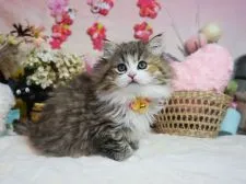 ミヌエット【大阪府・女の子・2019年12月3日・ブラウンパッチドタビー&ホワイト】の写真4