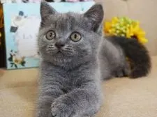 ブリティッシュショートヘア【大阪府・男の子・2018年5月12日・ブルー】の写真4