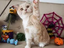 ブリティッシュショートヘア【大阪府・男の子・2018年4月2日・クリーム&ホワイト】の写真4