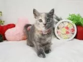 ブリティッシュショートヘア【大阪府・女の子・2023年12月22日・】の写真5