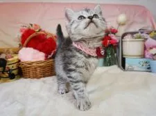 マンチカン(長足)【大阪府・女の子・2020年2月2日・シルバーマッカレルタビー】の写真5「4/9撮影」