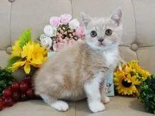 ブリティッシュショートヘア【大阪府・男の子・2018年4月2日・クリーム&ホワイト】の写真5「6/17撮影」