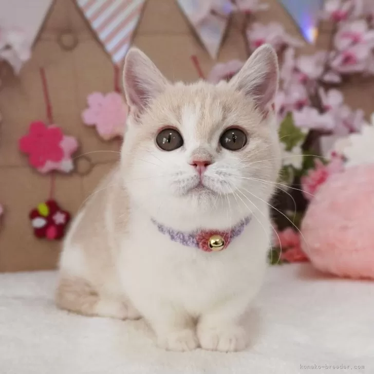 ID:2502-00805の子猫