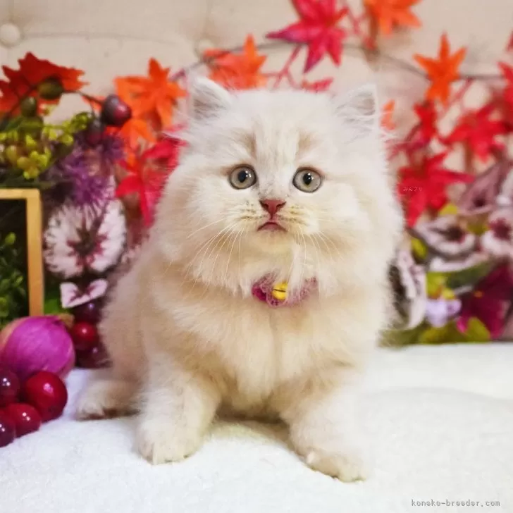 ブリティッシュショートヘア【大阪府・女の子・2025年9月5日・クリームタビー】の写真1