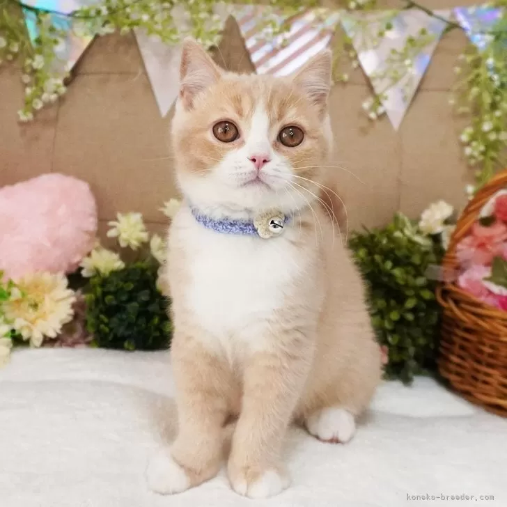 ID:2503-01767の子猫