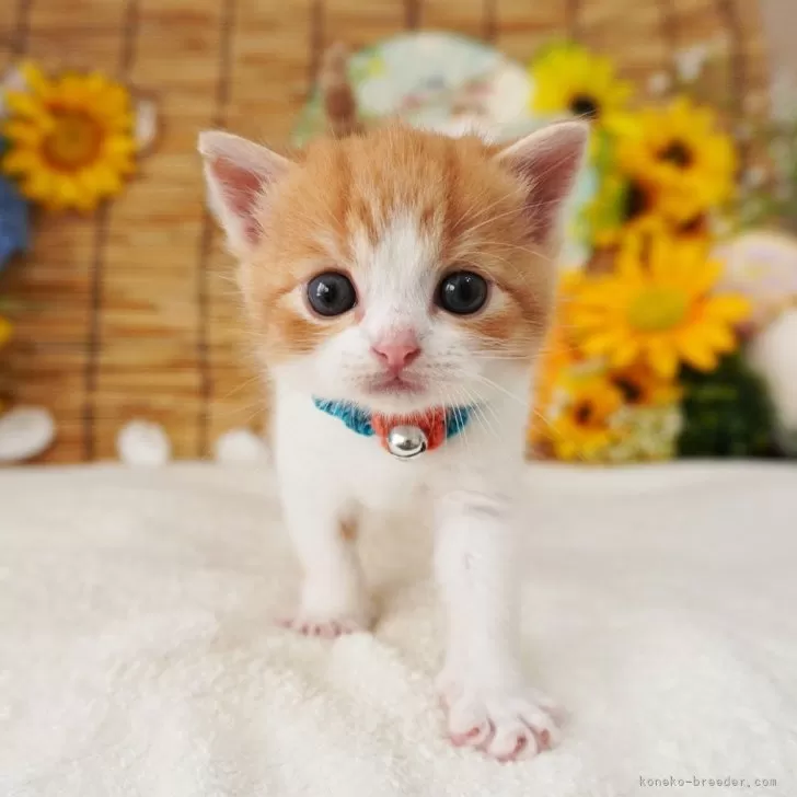M 様のお迎えした子猫