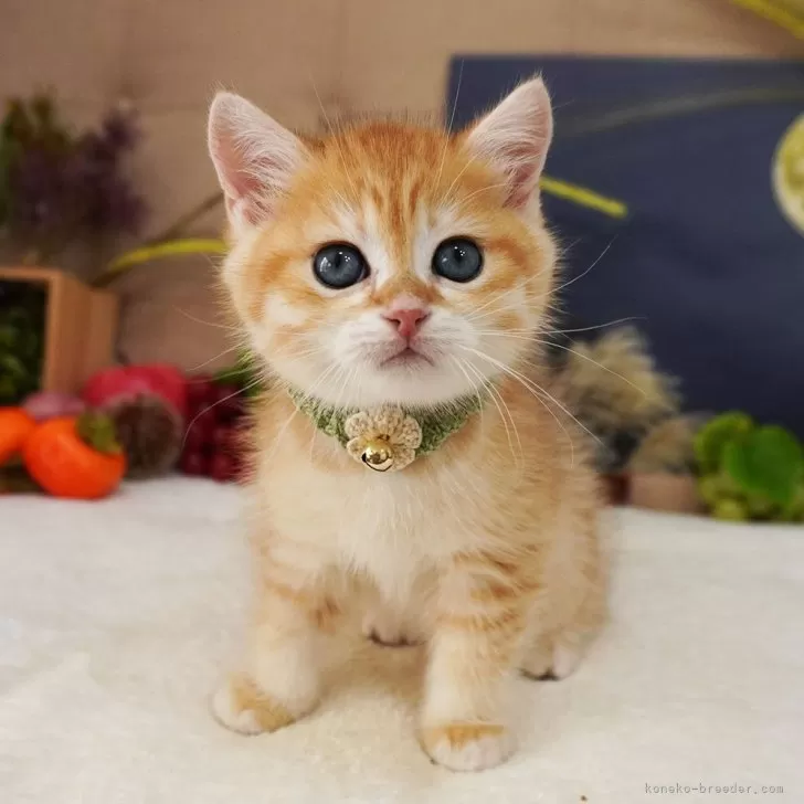 ブリティッシュショートヘア【大阪府・男の子・2025年7月17日・ブラックゴールデンシェーテッド】の写真1