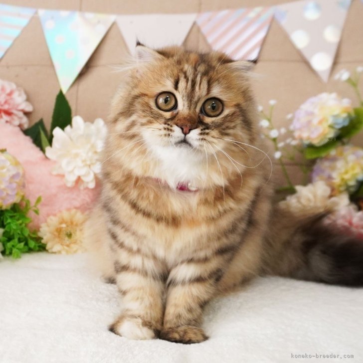 ブリーダー画像