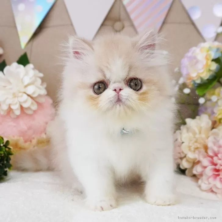 ID：2505-01735の子猫