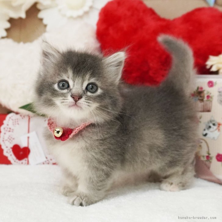 短毛シュシュ、ミントチェック、わんちゃん猫ちゃん用 ピンクギンガムチェック猫シュシュ首輪 リード・首輪 mog 通販