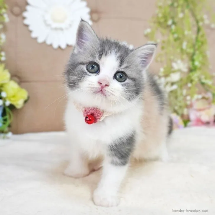 K.T 様のお迎えした子猫