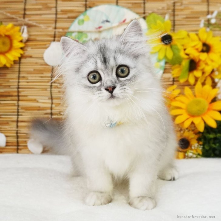 ブリーダー画像