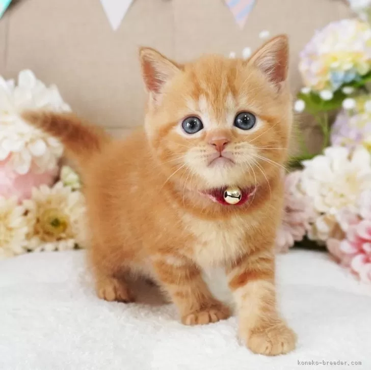 ID：2506-02836の子猫