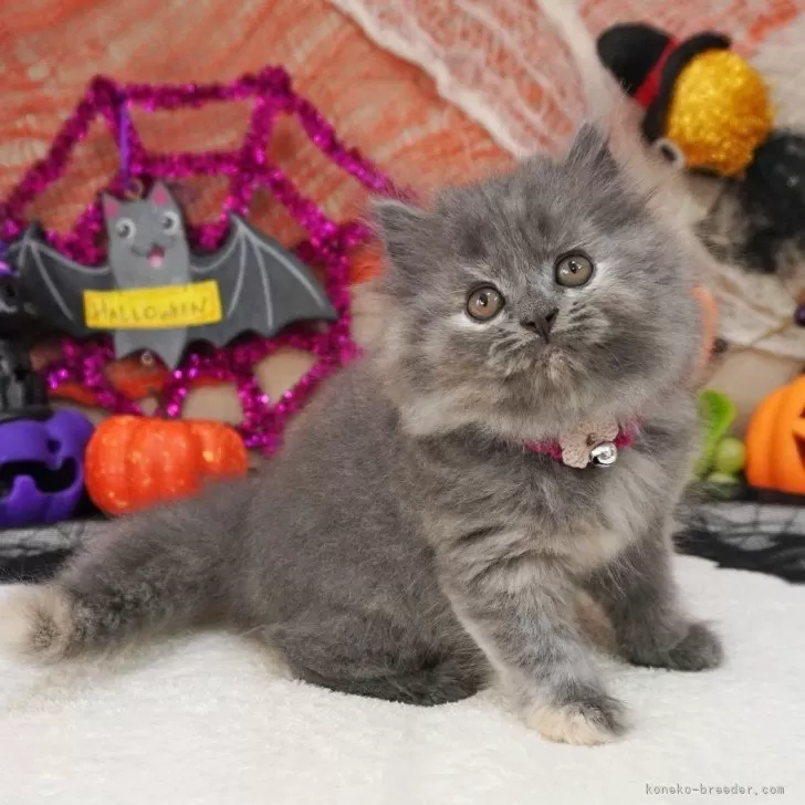 マンチカン(長足)【大阪府・女の子・2025年8月17日・ブルークリーム】の写真1