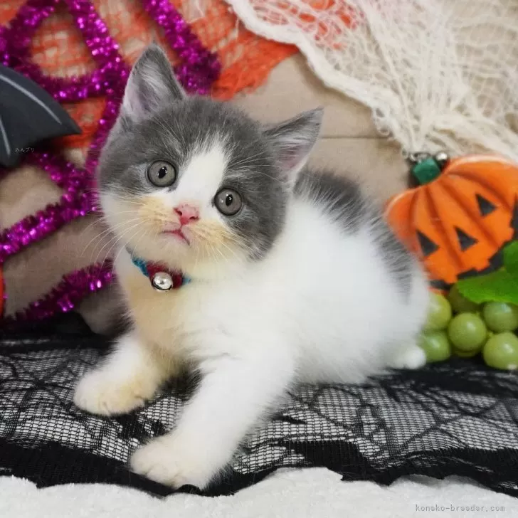 スコティッシュフォールド(立ち耳)【大阪府・男の子・2025年8月27日・ブルー&amp;ホワイト】の写真1