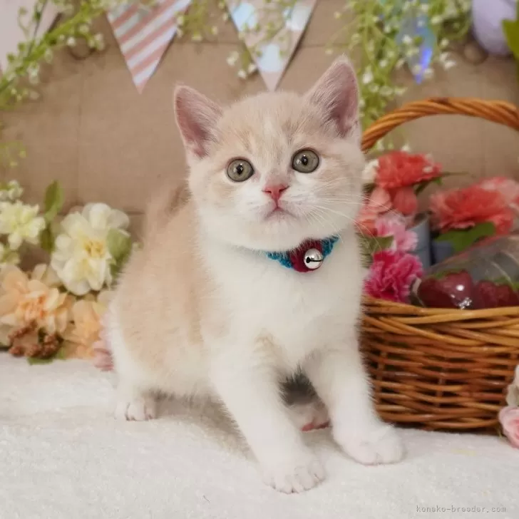 ID:2505-00965の子猫