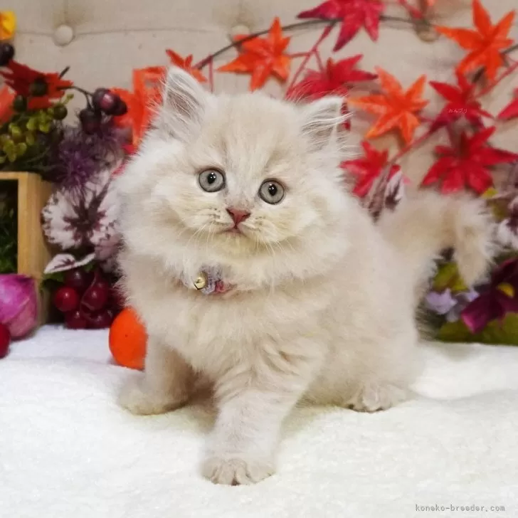 ブリティッシュショートヘア【大阪府・女の子・2025年9月5日・クリームマッカレルタビー】の写真1