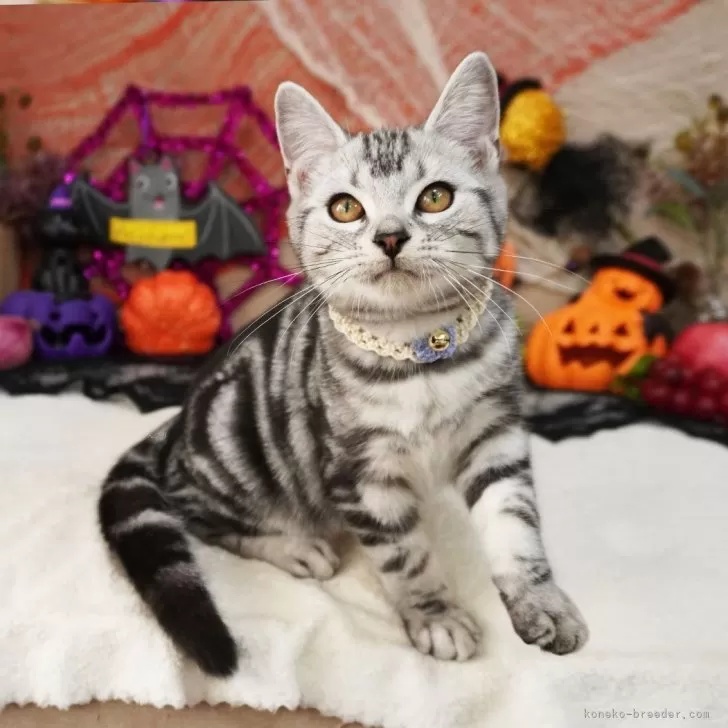 ID：2506-02396の子猫