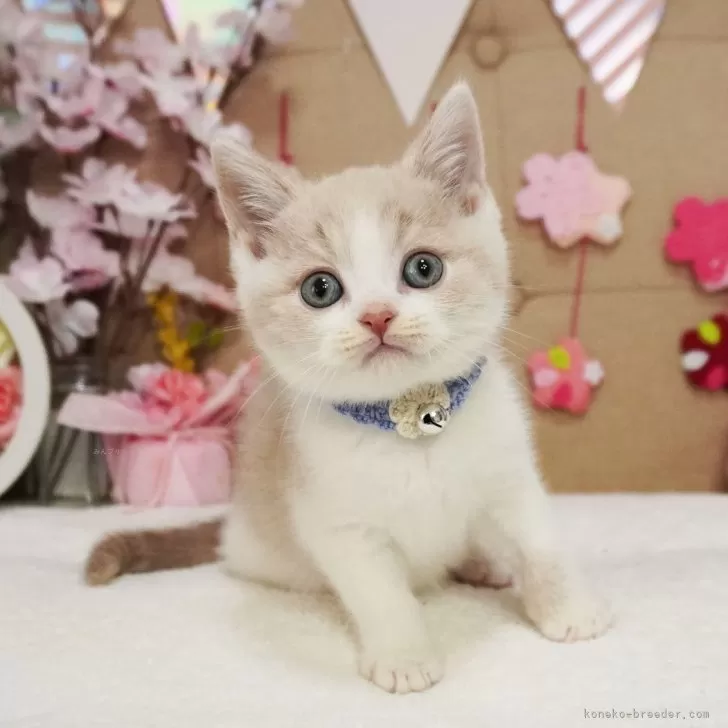 ID:2503-01084の子猫