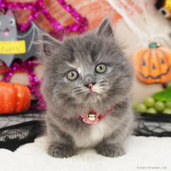 ブリーダー画像