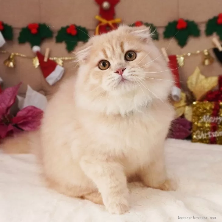 スコティッシュフォールド(折れ耳)【大阪府・男の子・2025年8月7日・クリーム】の写真1