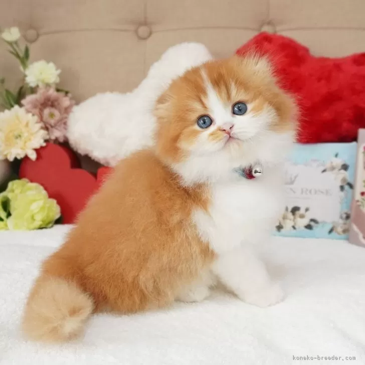 ID：2412-02282の子猫