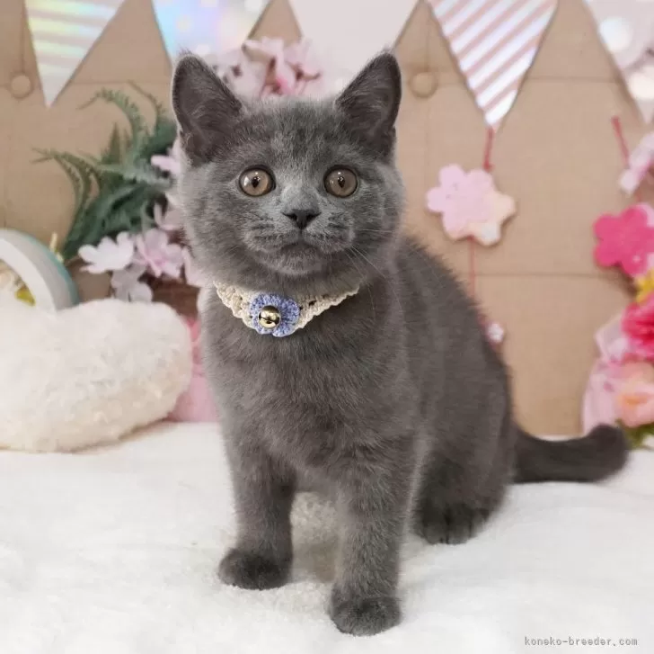 ブリティッシュショートヘア【大阪府・男の子・2025年1月18日・ブルー】の写真1