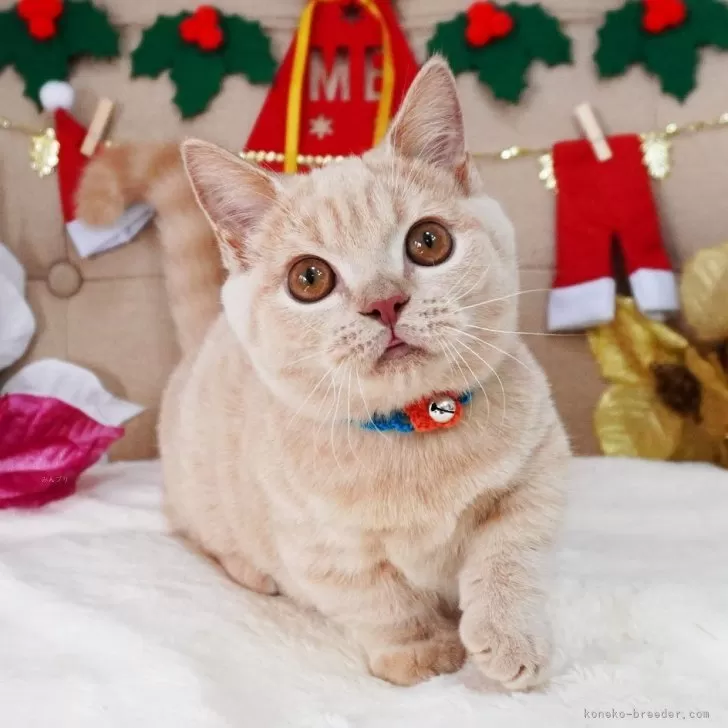 マンチカン(短足)【大阪府・男の子・2025年8月2日・クリームマッカレルタビー】の写真1