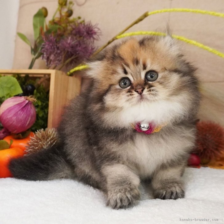 ブリーダー画像